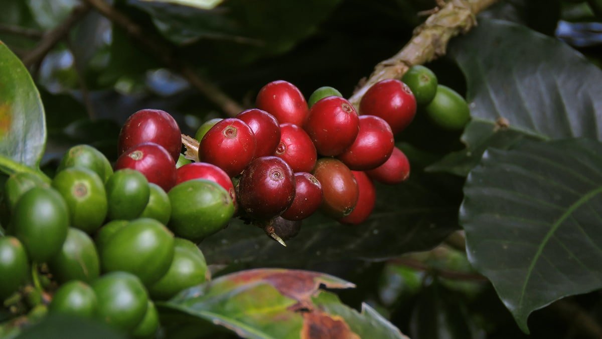 Colombian Coffee: How the Arabica combines tradition and flavor