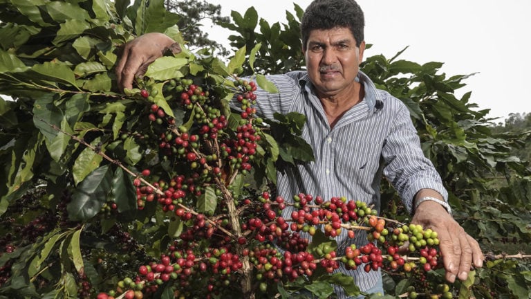 Honduran Coffee - coffee and espresso in its purest form