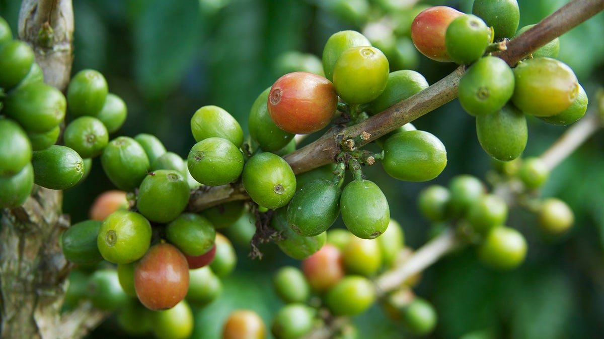 History: How coffee came to Colombia