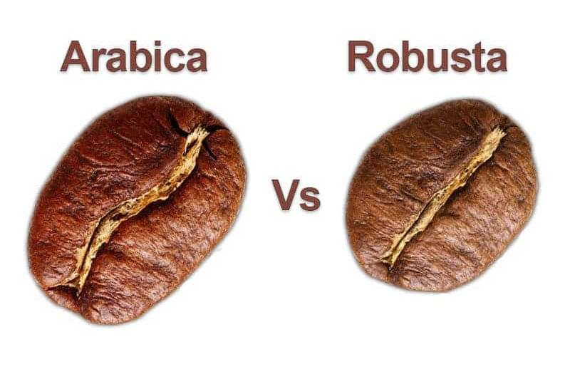 arabica coffee vs robusta coffee