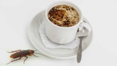 How to Keep Roaches Out Of Your Coffee Maker? 3 Helpful Steps