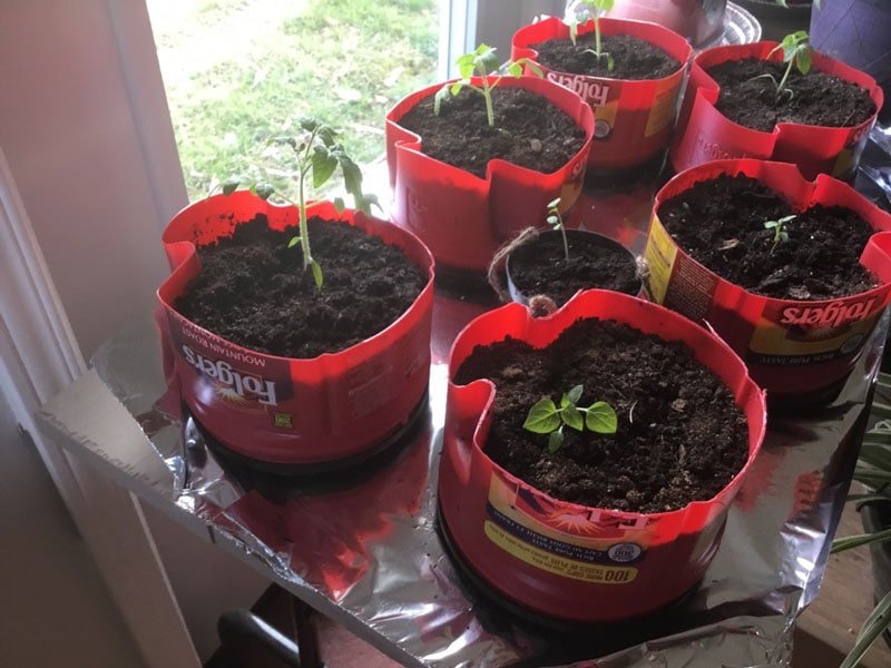 Starting tomato plants in coffee cans