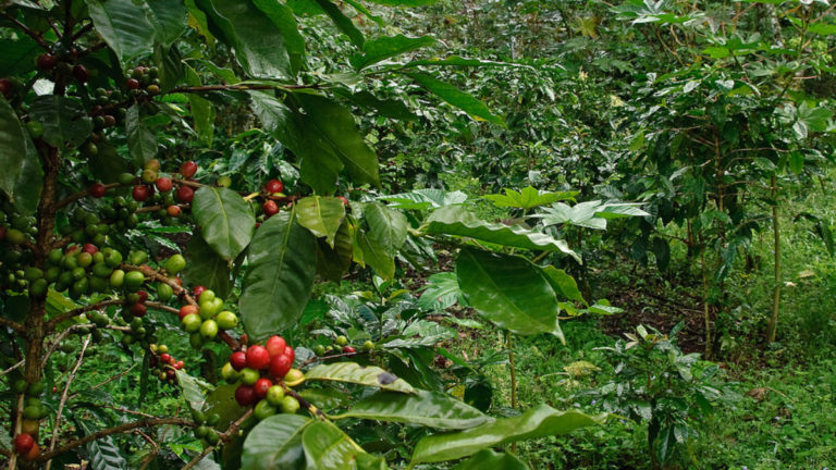 What Is Shade Grown Coffee? Is It Better Than Sun Grown?